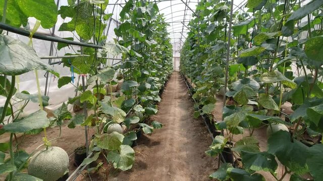 Growing a melon in a hydroponic system.