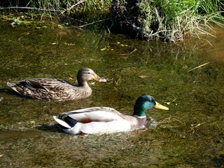Couple de canards colvert.