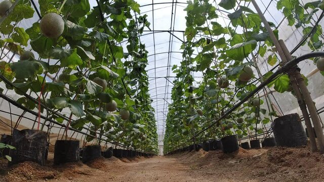 Growing a melon in a hydroponic system.