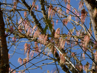 Ulmus Glabra en fleurs
