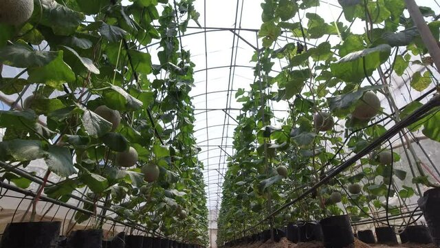 Growing a melon in a hydroponic system.