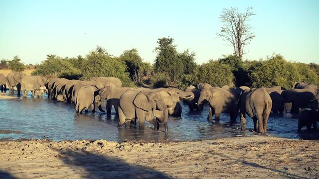 A parade or herd of elephants is seen drinking from a natural water hole in Botswana