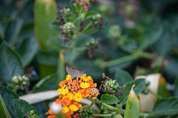 butterfly on lantana flower
