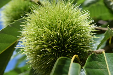 実ってきた栗のイガ