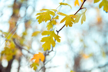 Obraz premium Yellow leaves on branch of oak, soft selective focus. October mood. Mid autumn.
