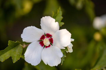 red and white flowers