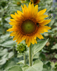 Obraz premium Sunflower in full bloom