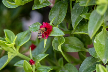 Obraz na płótnie Canvas bee on a flower