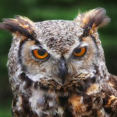Close-up of great horned owl with intense look