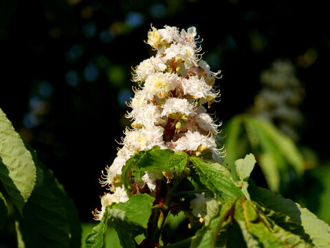 fleurs blanches a foison .