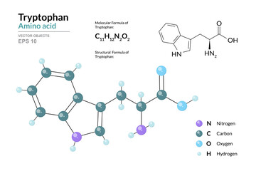 Tryptophan. Trp C11H12N2O2. α-Amino Acid. Structural Chemical Formula and Molecule 3d Model. Atoms with Color Coding. Vector Illustration