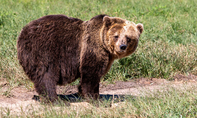Obraz na płótnie Canvas Brown bear looking at camera