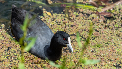 Eurasian Coot (Fulica atra) at the Melbourne Botanical Gardens