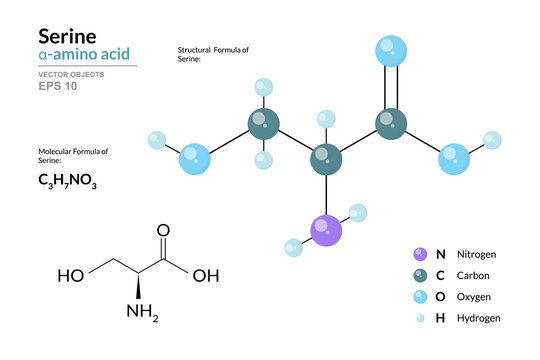 Serine. Ser C3H7NO3. &alpha;-Amino Acid. Structural Chemical Formula and Molecule 3d Model. Atoms with Color Coding. Vector Illustration