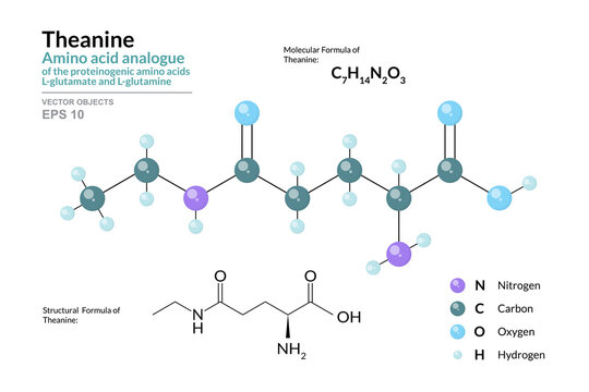 Theanine. C7H14N2O3 Amino Acid Analogue of L-glutamate and L-glutamine. Structural Chemical Formula and Molecule 3d Model. Atoms with Color Coding. Vector Illustration