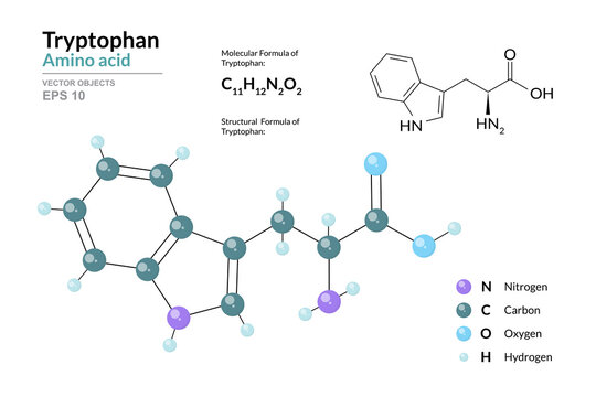 Tryptophan. Trp C11H12N2O2. &alpha;-Amino Acid. Structural Chemical Formula and Molecule 3d Model. Atoms with Color Coding. Vector Illustration