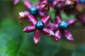 Harlequin glory bower (Clerodendrum trichotomum) flowers and berries.