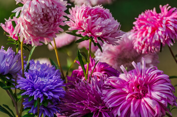 Garden flowers. Pink, maroon and purple asters