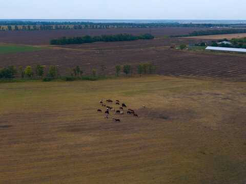 Aerial view of flock of grazing cows on green pasture. Concept of animal dairy farming with copy space. cows among the rotten earth