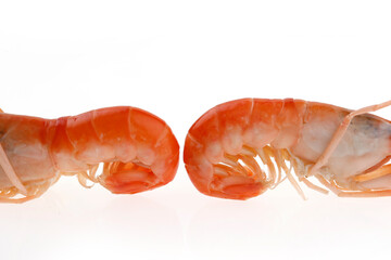 Shrimp on a white background