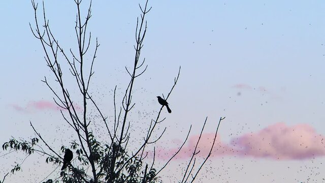 Starling on a branch against the sky eating mayflies