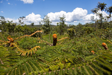 plants of cerrado