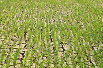 Green rice plantation. Background.