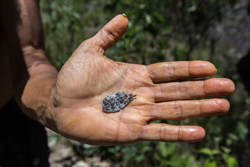 hands of the person, guide of nature