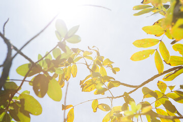 yellow leaves of the sky, flare 