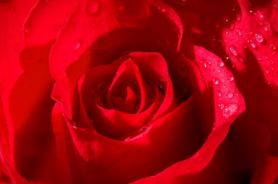 Valentines day, romantic passion, femininity and sensuality concept with macro close up photograph of wet red rose soaked in water droplets