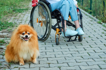 A woman in a wheelchair walks with her dog outdoor.