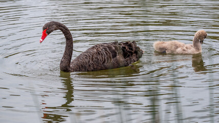 Swan & Cygnet at Newport lake, the area was created from a former Bluestone Quarry and is a...