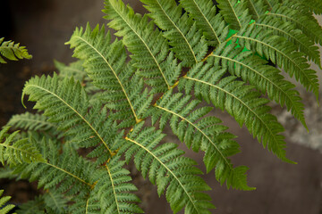 Flora. Closeup view of Cyathea cooperi fern, also known as Australian Tree Fern, beautiful green leaves and leaflets texture and pattern.