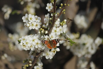 butterfly on flower