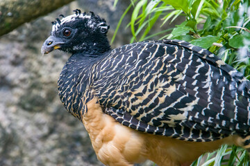 A female bare-faced curassow (Crax fasciolata). It is a species of bird in the family Cracidae, The female has a black head, throat, neck and upper mantle, and a black and white barred crest. 