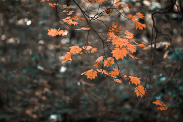 Autumn foliage background with a maple tree branch covered with orange leaves