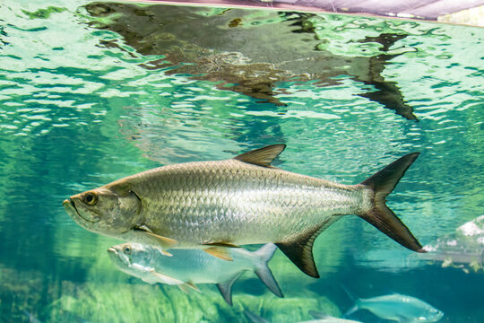 The Atlantic tarpon (Megalops atlanticus) is a ray-finned fish which inhabits coastal waters, estuaries, lagoons, and rivers.
It is found in the Atlantic Ocean.