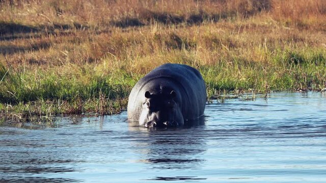 Hippo fans his tail while defecating in river. This spreads the manure more widely.