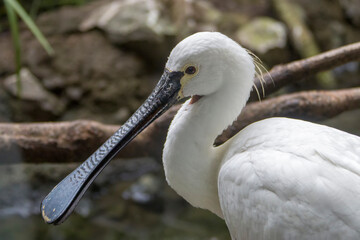 The Eurasian spoonbill (Platalea leucorodia) is a wading bird of the ibis and spoonbill family Threskiornithidae. 
The breeding bird is all white except for its dark legs, black bill.