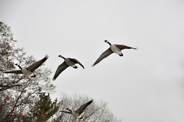 Group of four Canada geese in flight, white sky bare Autumn trees in the background