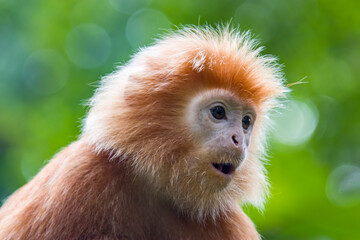 The Javan lutung (Trachypithecus auratus) closeup image,  also known as the ebony lutung and Javan langur, is an Old World monkey from the Colobinae subfamily