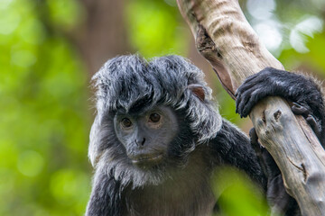 The Javan lutung (Trachypithecus auratus) closeup image,  also known as the ebony lutung and Javan langur, is an Old World monkey from the Colobinae subfamily © Danny Ye