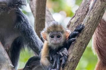 The baby Javan lutung (Trachypithecus auratus) closeup image,  also known as the ebony lutung and Javan langur, is an Old World monkey from the Colobinae subfamily.