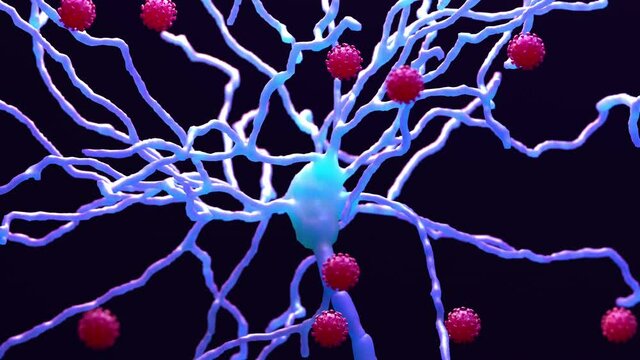 How COVID-19 can damage the brain, the deterioration of myelin a fatty coating that protects neurons