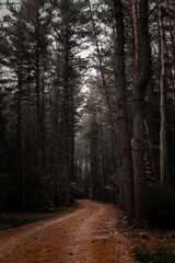 Fototapeta premium Dark Path with Tall Trees In North Conway, New Hampshire