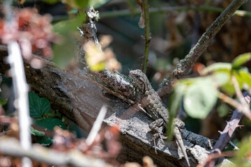 lizard on a fallen log