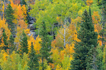 Fall colors on the trees in Rocky Mountain National Park in Colorado in autumn