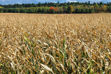 farm field with red tree in the background