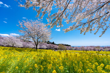 Fototapeta premium 青空に映える桜と菜の花