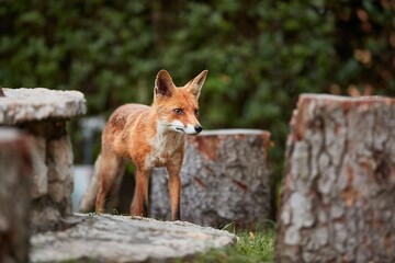 Fox coming to a rural backyard from the woods in the evening